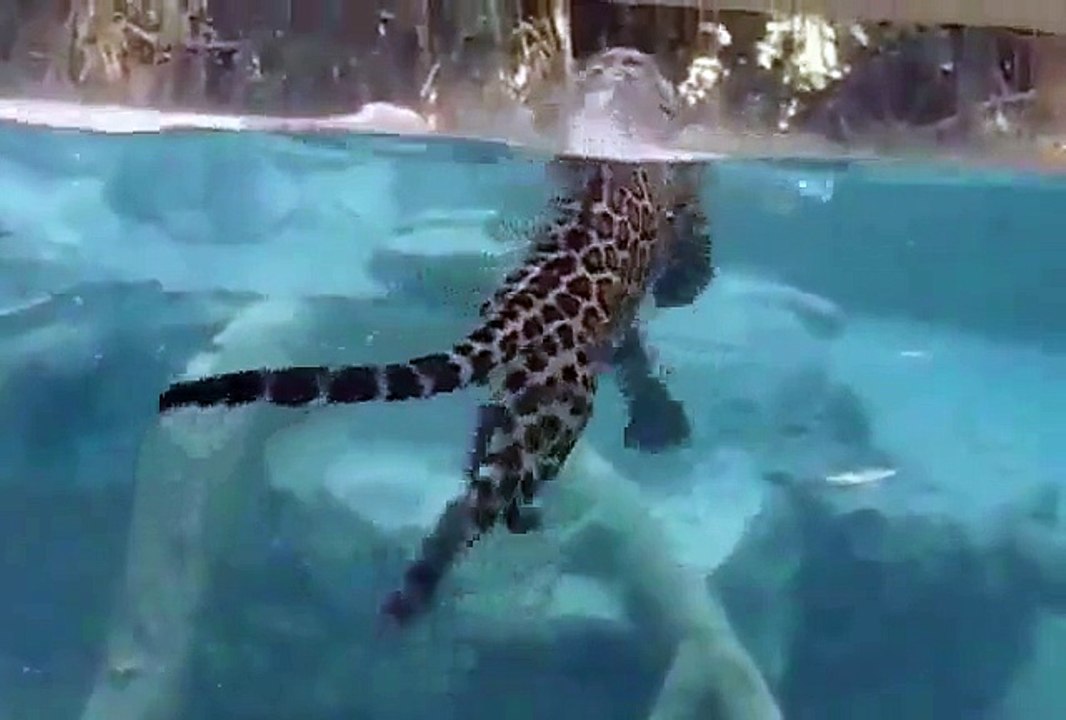 Un jaguar se nourrit en apnée sous l'eau