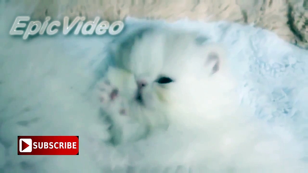 Persian kitty