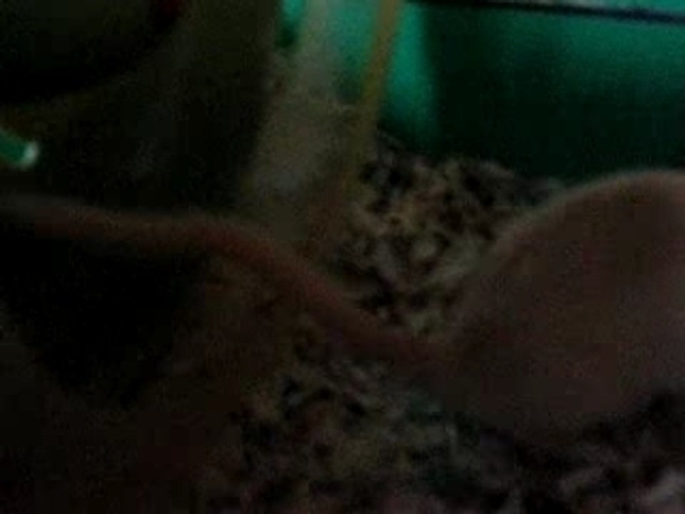 Sirielle ma gerbille