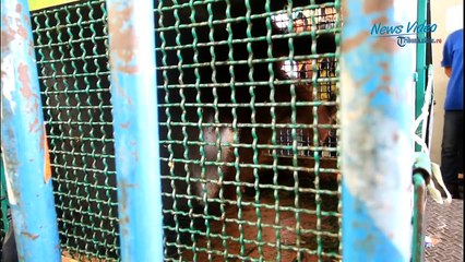 Dikembalikan ke Habitat, Enam Orang Utan Tempuh Perjalanan 22 Jam