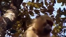 LION vs BABOON REAL FIGHT _ LION ATTACK BABOON EXCLUSIVE 2016
