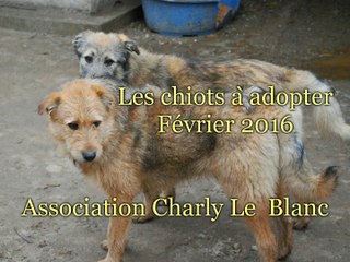 Les chiots à adopter (février 2016)