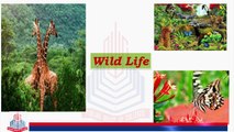 Wild Life & Endangered Species
