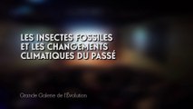 Les insectes fossiles et les changements climatiques du passé (Changements climatiques et biodiversité 1/5)