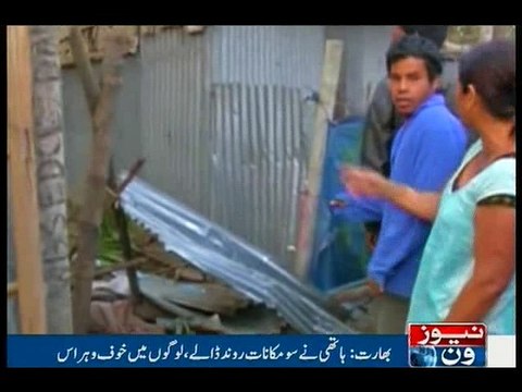 Siliguri: Wild elephant goes on rampage, damages 100 houses : West Bengal