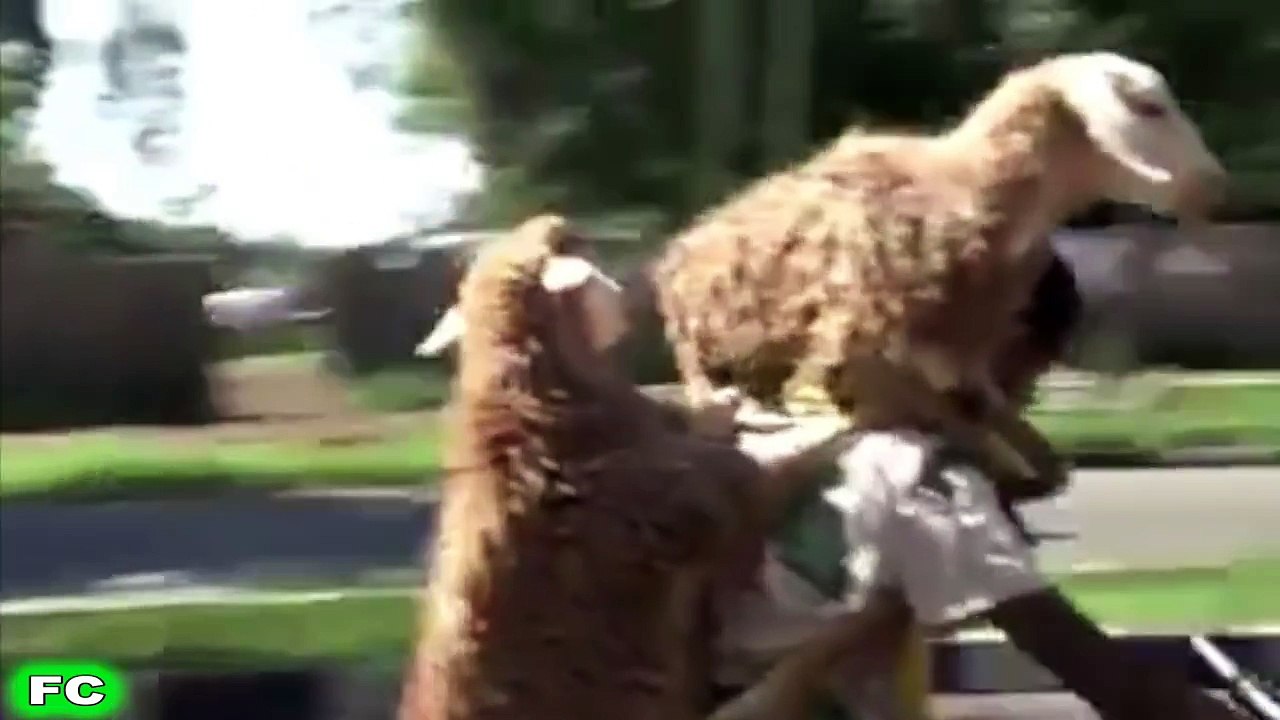 FUNNY Videos & Crazy Clips ★ JANUARY 2016 Compilation ★ FailCity