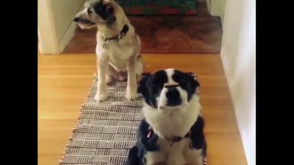 Собаки демонстрируют крутой трюк