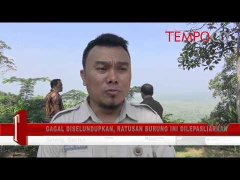 Gagal Diselundupkan, Ratusan Burung Ini Dilepasliarkan