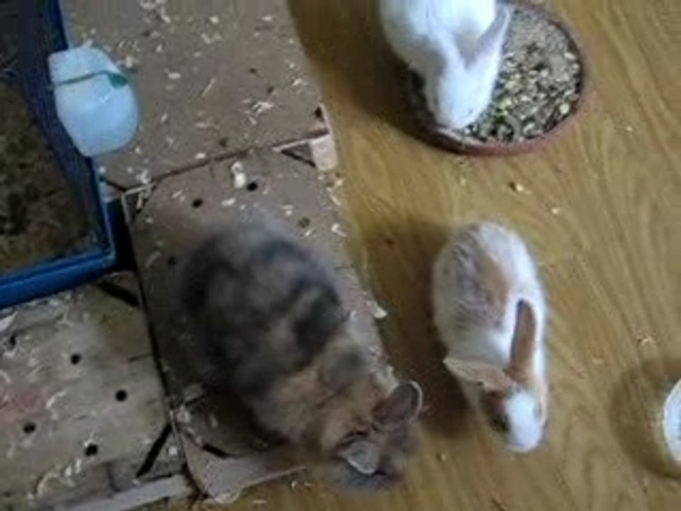 bébé lapin de ferme