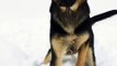watch online Dog Searches for Snowball | funny dog video
