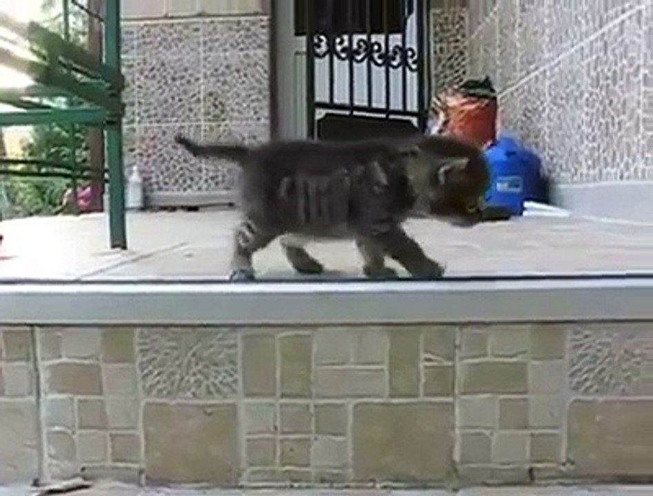 Maman chat vient a la rescousse de son petit chaton