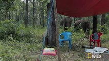 How to Cross a River on an Elephant | The Great Elephant Walk