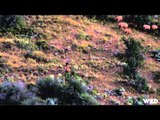 Long Range Pursuit - Utah Elk at 532 Yards