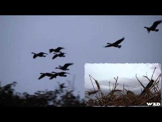 Team Fall Brawl TV - Honkers In Heavy