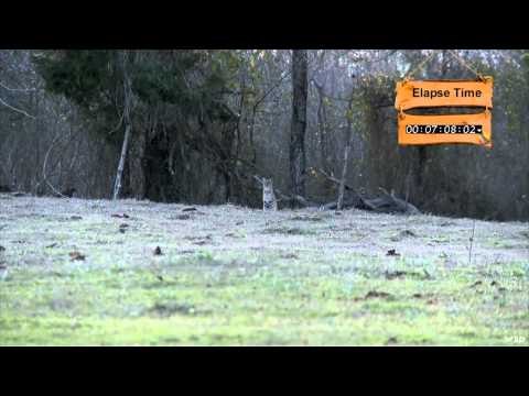 MOJOs Coming to the Call - Triple Up With The Double Trouble