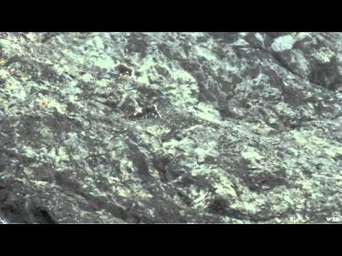 Where in the World is Colorado Buck - BC Stone Sheep with Chris Woods