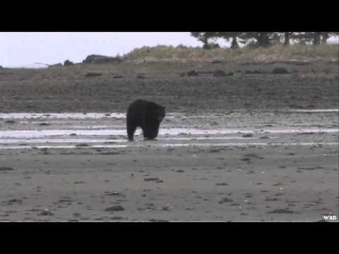 Wild Sheep Foundations Hittin the Outdoors - QCI Black Bear