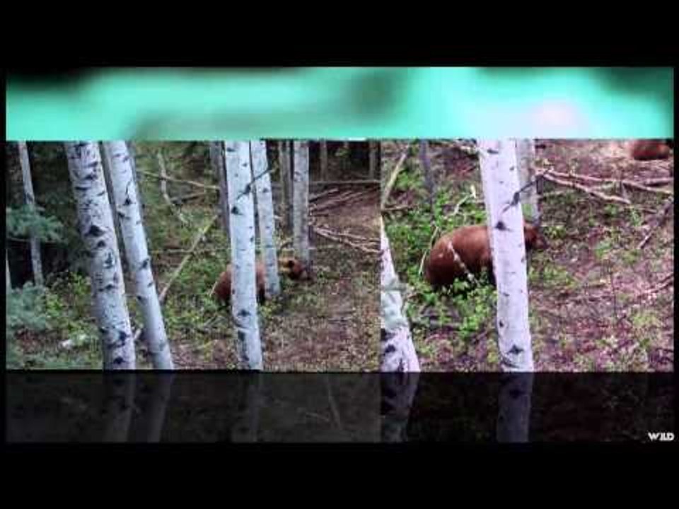 Nock On - Welcome to Boonerville