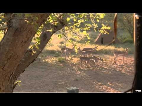 Safari Hunters Journal - Crossbow Impala
