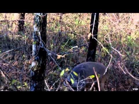 Buck Ventures Outdoors - Tails of The Hunt