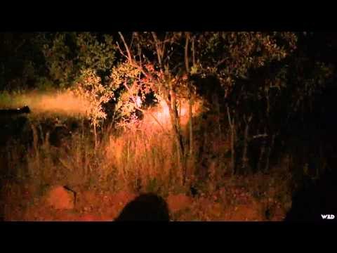 Safari Hunters Journal - Kwalata Critters