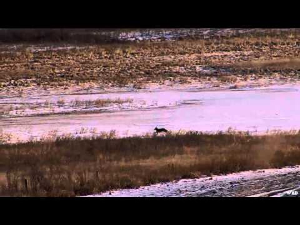 Hunting Canada and Beyond - Coyotes