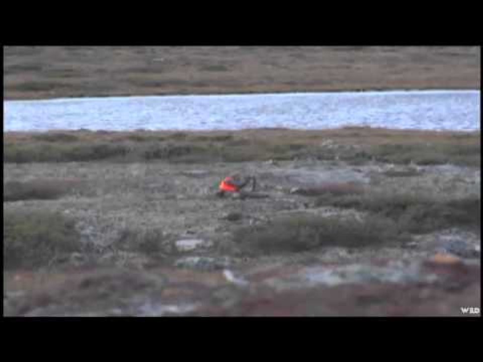 Adventures North - Coed Caribou Hunt
