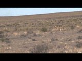 Predator Quest  - Silent Coyotes