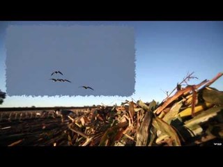 Team Fall Brawl TV - Shooting In Silage