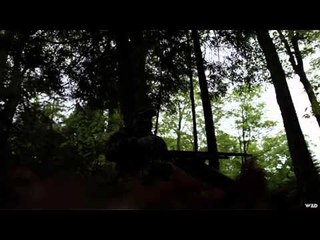 Qubec  vol d oiseau - Wild Turkey