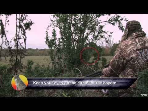 MOJOs Coming to the Call - Sweet Home Alabama