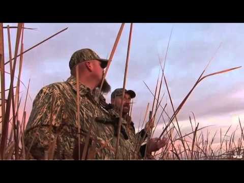 M2D Camos Livin the Dream - Fowl Fun