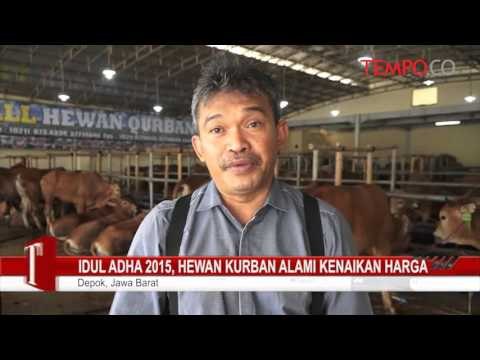 Idul Adha 2015, Hewan Kurban Alami Kenaikan Harga