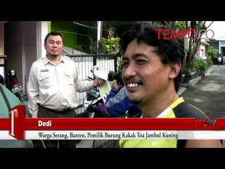 Warga Serang Serahkan si Jambul Kuning ke BKSDA