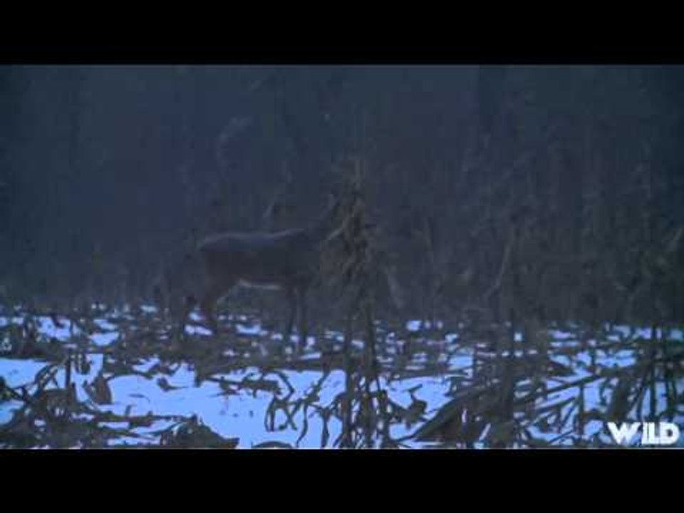 Relentless Pursuit  - Grey Ghost