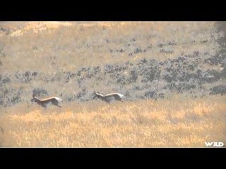 Mathews TV with Dave Watson - Jack Wallace Combo Hunt