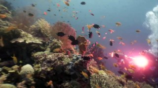 Behind the scenes- Underwater - Planet Ocean