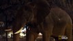 Lions attack elephant - Planet Earth - BBC