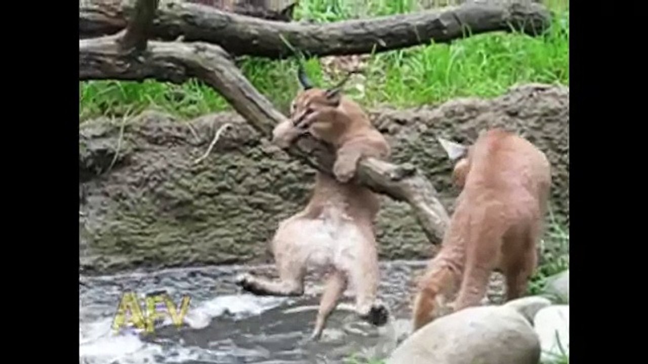 Lynx Cats Frolic In River - Animals - AFV