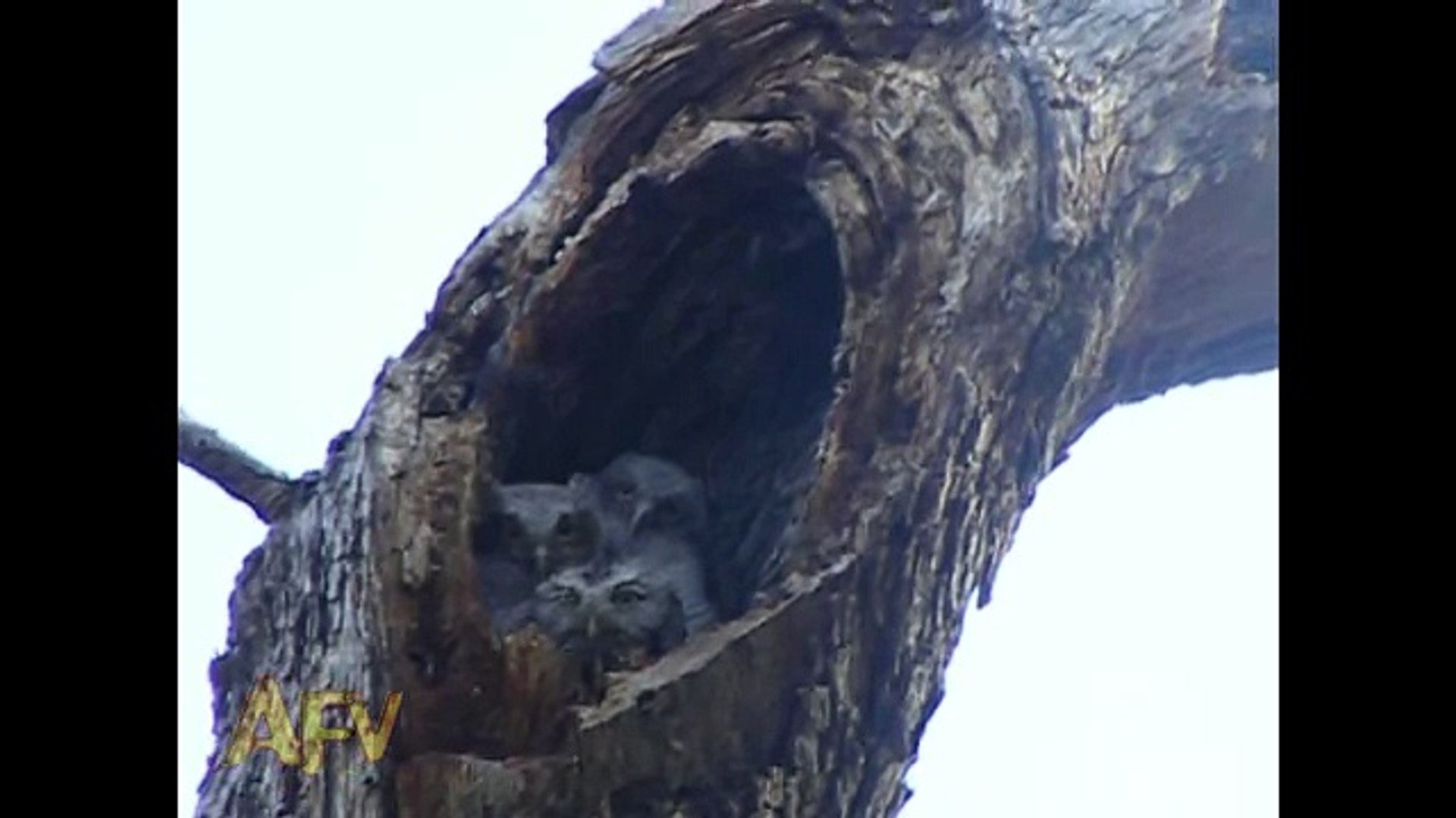 ⁣No Paparazzi Owl - Animals - AFV