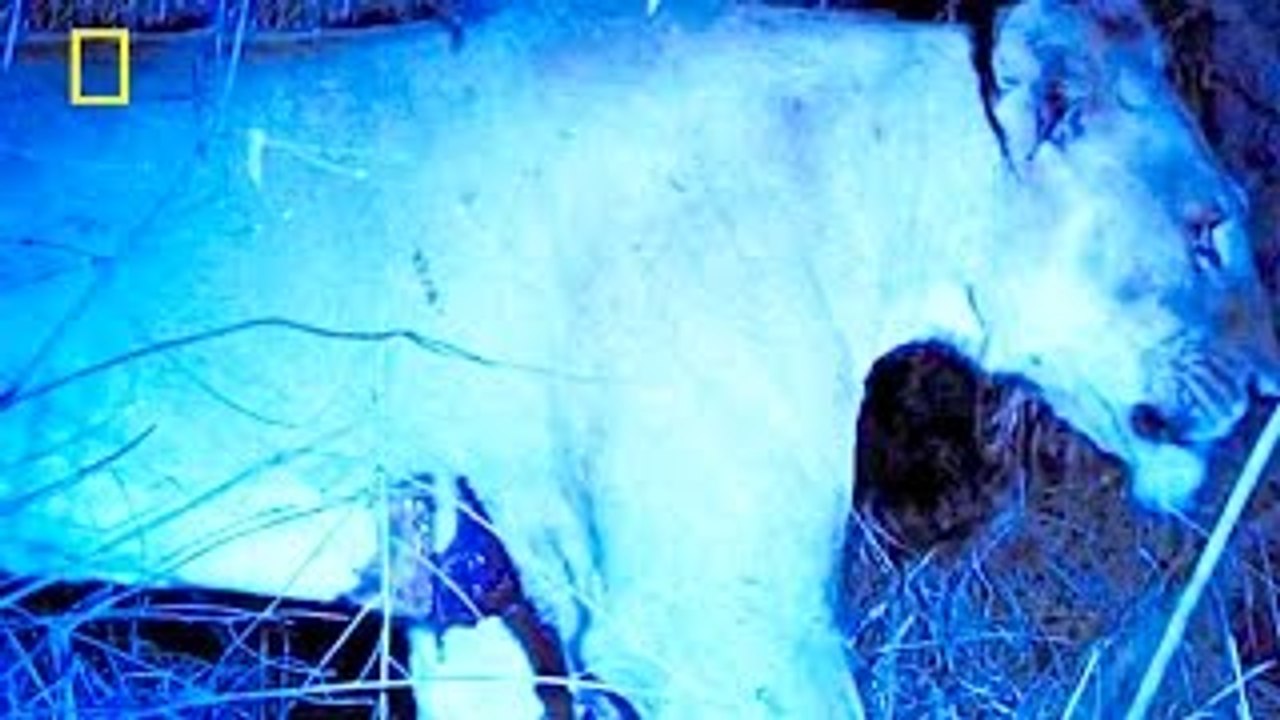 Documentário de Leōes National Geographic Heroína Leoa [Documentário Completo e Dublado]