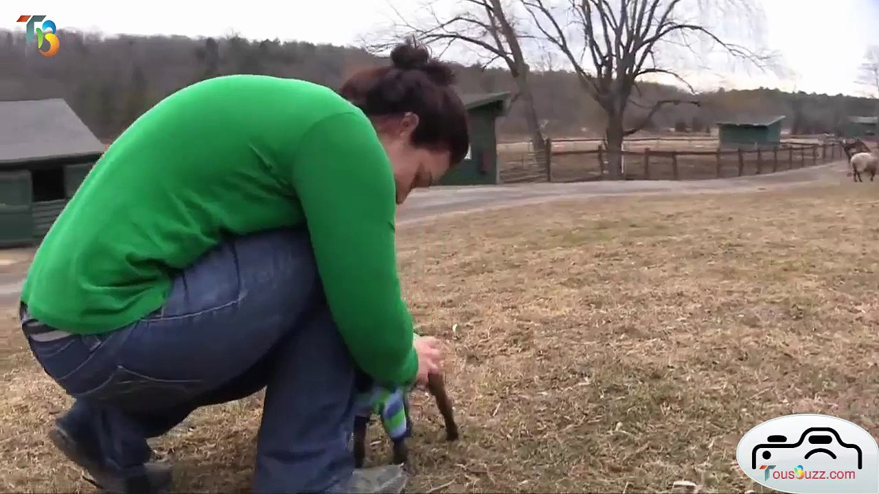 Violet la chèvre grimpe sur un rocher