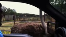 Ostrich Steals iPhone - Animals - AFV