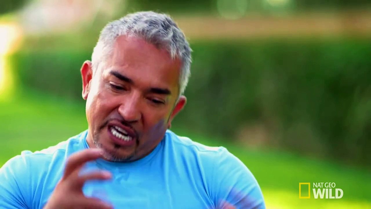Cesar 911