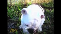 The Bulldog And The Butterfly - Animals - AFV