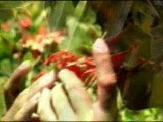 Elise Tahua - Tiare maohi