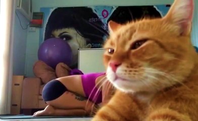 Arrogant Cat Ruins Yoga Video