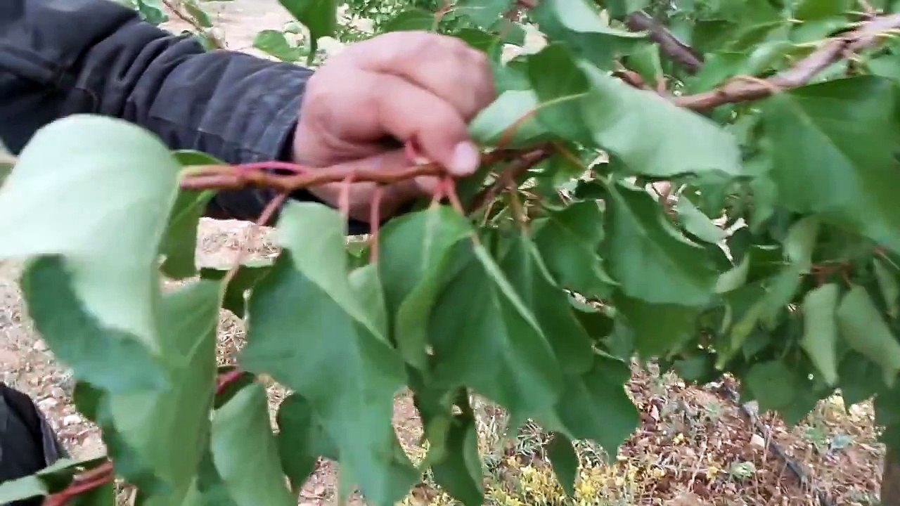 Kayısı Yetiştiriciliği, Nasıl Gübrelenir, Ne Verilir, Atılır, Kullanır, Hangi ilaçlar Kull