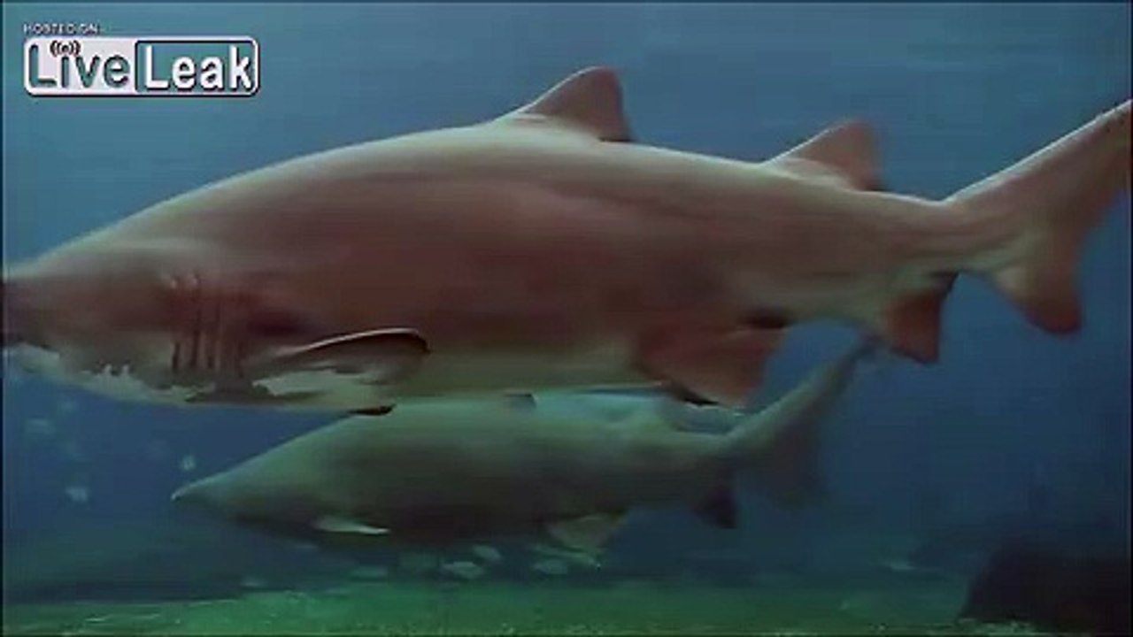Shark Attacks Scuba Diver In Aquarium (GRAPHIC)