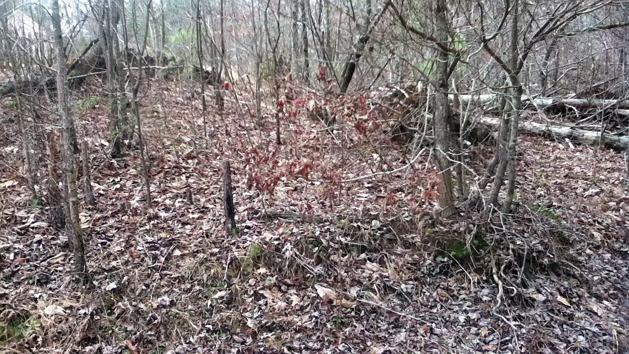 Z57 presents Woods